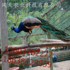 特种珍禽 孔雀开屏 花孔雀 蓝孔雀 观赏孔雀 种孔雀