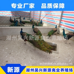 专业生产 山东孔雀 高成活率纯种孔雀苗 2个月孔雀苗价格优惠