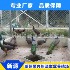 厂家生产 七彩孔雀 高成活率纯种孔雀苗 高存活蓝孔雀苗价格优...