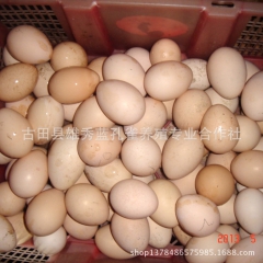 【福建蓝孔雀】供应 蓝孔雀 种孔雀 食用孔雀蛋