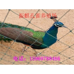 蓝孔雀 孔雀苗 孔雀养殖 观赏孔雀 优质孔雀一月龄苗