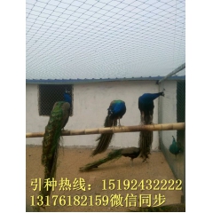 山东养殖蓝孔雀 小孔雀苗多少钱一只 观赏蓝孔雀活体 白孔雀苗