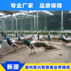 厂家销售 日本孔雀 七彩蓝孔雀种苗 2个月孔雀苗质量保证