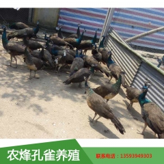 供应 蓝孔雀 种孔雀 孔雀苗 孔雀养殖特种养殖孔雀苗养殖