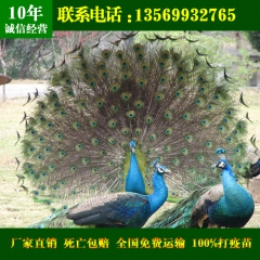孔雀种苗_脱温蓝孔雀_商品蓝孔雀_观赏孔雀_标本孔雀