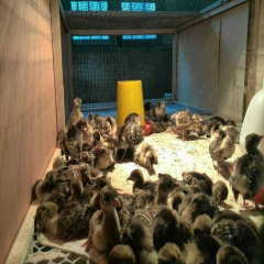 优质蓝孔雀苗 量大包邮 支持技术培训 蓝孔雀 孔雀养殖 观赏...