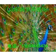 蓝孔雀 蓝孔雀价格 蓝孔雀养殖场