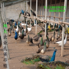 食用孔雀 肉质鲜嫩 可入药 白孔雀 蓝孔雀 孔雀养殖 观赏孔...