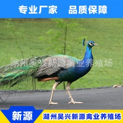 专业批发 脱温孔雀苗 山东观赏孔雀 高存活蓝孔雀苗价格优惠