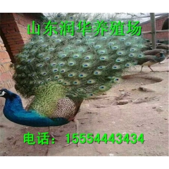 供应优质商品蓝孔雀 孔雀幼苗批发 蓝孔雀养殖成本与利润