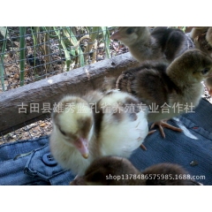 2014【福建蓝孔雀】供应 蓝孔雀 种孔雀 孔雀苗 脱温孔雀...