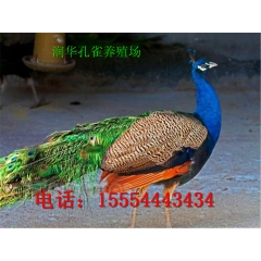 蓝孔雀 孔雀养殖 观赏孔雀 优质商品孔雀 商品孔雀蛋