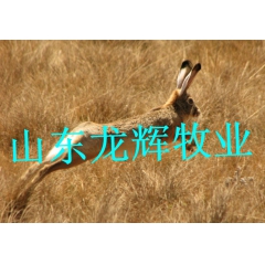 哪里有卖孔雀的  常年供应孔雀