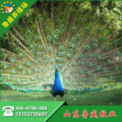 优质商品孔雀 商品孔雀蛋 哪里卖孔雀的 蓝孔雀多少钱 孔雀苗...