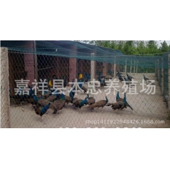 高成活率脱温孔雀苗 蓝孔雀苗 白孔雀苗 商品蓝孔雀 质优价廉