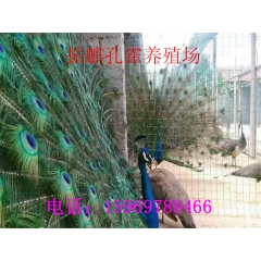 常年对外出售脱温孔雀苗 孔雀蛋 孔雀标本 种孔雀 山鸡苗
