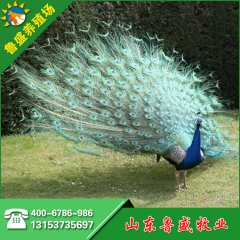 大型养殖场饲养蓝孔雀 观赏孔雀 白孔雀 种孔雀 供应蓝孔雀苗