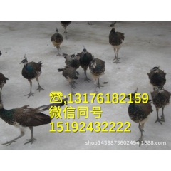大型孔雀养殖场出售孔雀苗 成年孔雀 孔雀蛋 孔雀羽毛 孔雀养...