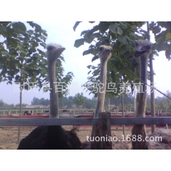 非洲种鸵鸟百福来优质种鸵鸟河南种鸵鸟