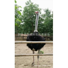 优质非洲小鸵鸟 鸵鸟苗鸵鸟养殖场直销 价格优惠质量保证全国发...