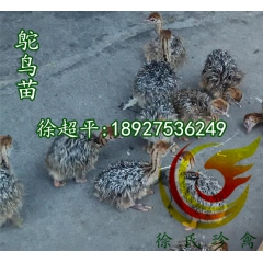 广东鸵鸟苗多少钱一只，广东鸵鸟养殖场直销