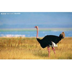 吴训刚农副产品销售有限公司供应20-30斤重活体鸵鸟、鸵鸟活...