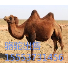 伊犁马 价格分析  鸵鸟   蒙古马   德宝矮马 半血马
