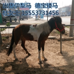 养马场提供德宝矮马 驯养技术    进口设特兰 价格   羊...