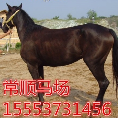 天津马场  求购 骆驼   鸵鸟    德宝矮马  伊犁马蒙...