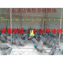 开封俩月龄多少钱一只 四川鸵鸟价格