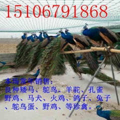 河北非洲鸵鸟价格 广东哪里卖马犬