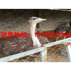 郑州非洲鸵鸟价格 苏州鸵鸟幼苗多少钱一只