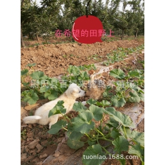 全国发货，质量保证养殖场直供小鸵鸟，鸵鸟苗 非洲鸵鸟苗