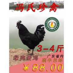 冯氏绿壳鸡，绿壳鸡种蛋受精蛋，绿壳鸡鸡蛋