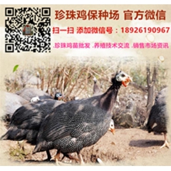 厂家批发珍珠鸡苗，珍珠鸡种苗，珍珠鸡苗厂家直销价格