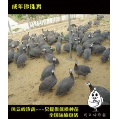 长沙珍珠鸡苗价格，海南珍珠鸡苗价格，海口珍珠鸡苗价格