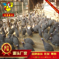 珍珠鸡苗养殖 成品珍珠鸡 养殖珍珠鸡发家致富之路
