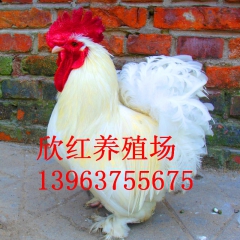 山东好质量的元宝鸡，珍珠鸡，珍珠鸡苗，元宝鸡苗