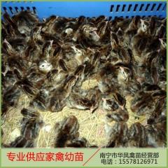 厂家直销 广西商品珍珠鸡苗 生态农家珍珠鸡 南宁专业珍珠鸡现...