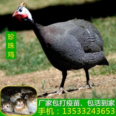 厂家直销 生态珍珠鸡苗幼崽 专业提供鸡苗现货 四川珍珠鸡