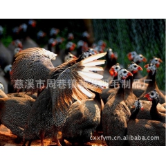慈溪周巷出售珍珠鸡 特种珍禽珍珠鸡苗 原生态珍珠鸡 质优价廉