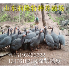 供应优质健康散养珍珠鸡苗 商品珍珠鸡 珍珠鸡蛋批发