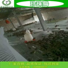珍珠鸡养殖场  出售脱温珍珠鸡 商品珍珠鸡  刚出壳珍珠鸡鸡...