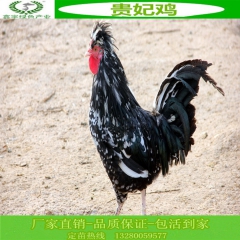大型珍禽孵化场  出售脱温火鸡   贵妃鸡  珍珠鸡  山鸡