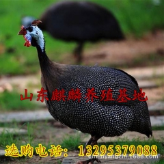 供应大量珍珠鸡 珍珠鸡种苗 原生态珍珠鸡 特种珍禽量大从优