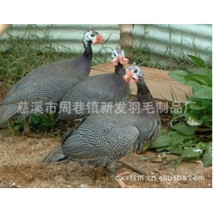 大量现货供应特种珍禽珍珠鸡 优质无公害绿色珍珠鸡苗 价格实惠