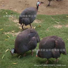 珍珠鸡，肉质怎么，珍珠鸡鸡蛋多少钱一个？
