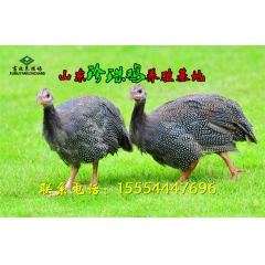供应珍珠鸡 珍珠鸡养殖技术