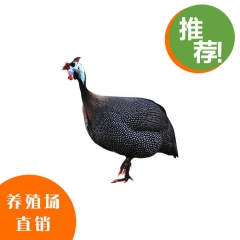 特价长期产品 鲜活老珍珠鸡 4斤-4斤半左右养殖场直销珍禽热...