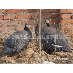 珍珠鸡 特种珍珠鸡苗 养殖珍珠鸡 供应珍珠鸡苗 公司直销珍珠...